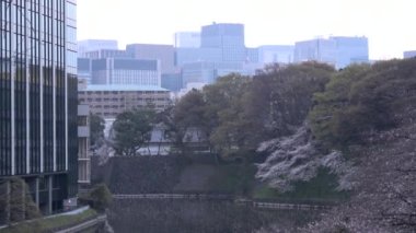 Chidorigafuchi kiraz çiçeği sabahın erken saatlerinde, Tokyo Japonya 2023