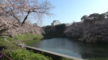 Chidorigafuchi kiraz çiçeği sabahın erken saatlerinde, Tokyo Japonya 2023