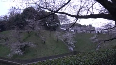 Chidorigafuchi kiraz çiçeği sabahın erken saatlerinde, Tokyo Japonya 2023