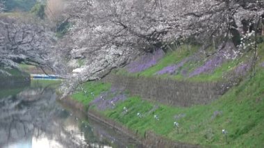 Chidorigafuchi kiraz çiçeği sabahın erken saatlerinde, Tokyo Japonya 2023