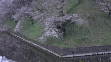 Chidorigafuchi kiraz çiçeği sabahın erken saatlerinde, Tokyo Japonya 2023