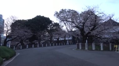 Chidorigafuchi kiraz çiçeği sabahın erken saatlerinde, Tokyo Japonya 2023