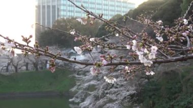 Chidorigafuchi kiraz çiçeği sabahın erken saatlerinde, Tokyo Japonya 2023