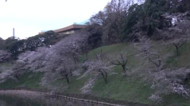Chidorigafuchi kiraz çiçeği sabahın erken saatlerinde, Tokyo Japonya 2023