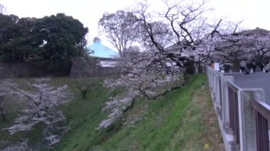 Chidorigafuchi kiraz çiçeği sabahın erken saatlerinde, Tokyo Japonya 2023