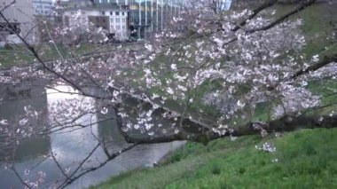 Chidorigafuchi kiraz çiçeği sabahın erken saatlerinde, Tokyo Japonya 2023