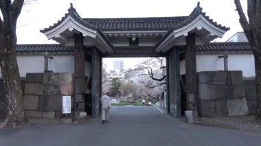 Chidorigafuchi kiraz çiçeği sabahın erken saatlerinde, Tokyo Japonya 2023