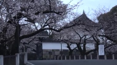 Chidorigafuchi kiraz çiçeği sabahın erken saatlerinde, Tokyo Japonya 2023