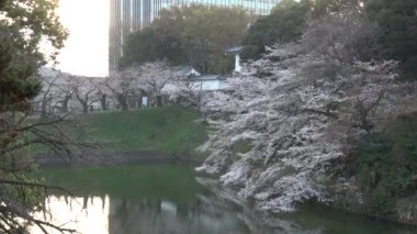 Chidorigafuchi kiraz çiçeği sabahın erken saatlerinde, Tokyo Japonya 2023