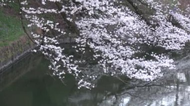 Chidorigafuchi kiraz çiçeği sabahın erken saatlerinde, Tokyo Japonya 2023