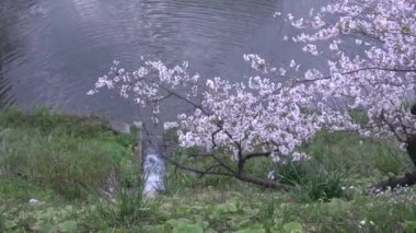 Chidorigafuchi kiraz çiçeği sabahın erken saatlerinde, Tokyo Japonya 2023