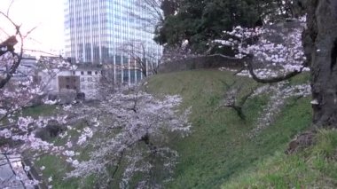 Chidorigafuchi kiraz çiçeği sabahın erken saatlerinde, Tokyo Japonya 2023