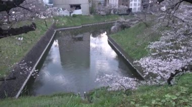 Chidorigafuchi kiraz çiçeği sabahın erken saatlerinde, Tokyo Japonya 2023