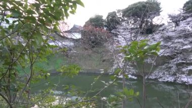 Chidorigafuchi kiraz çiçeği sabahın erken saatlerinde, Tokyo Japonya 2023