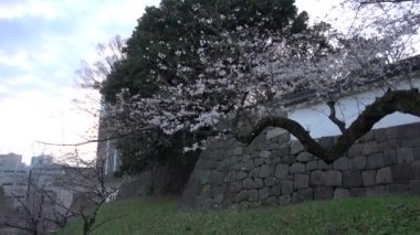 Chidorigafuchi kiraz çiçeği sabahın erken saatlerinde, Tokyo Japonya 2023