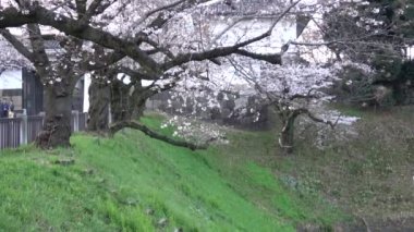 Chidorigafuchi kiraz çiçeği sabahın erken saatlerinde, Tokyo Japonya 2023