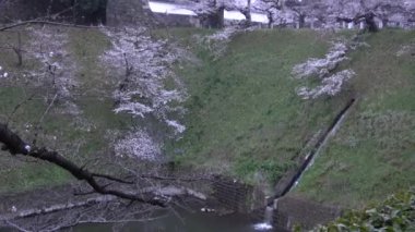 Chidorigafuchi kiraz çiçeği sabahın erken saatlerinde, Tokyo Japonya 2023