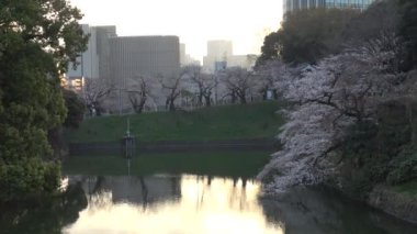 Chidorigafuchi kiraz çiçeği sabahın erken saatlerinde, Tokyo Japonya 2023