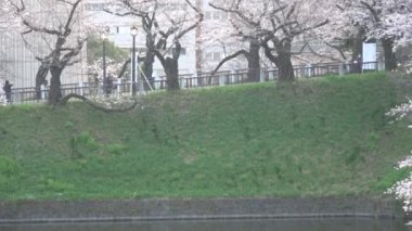 Chidorigafuchi kiraz çiçeği sabahın erken saatlerinde, Tokyo Japonya 2023