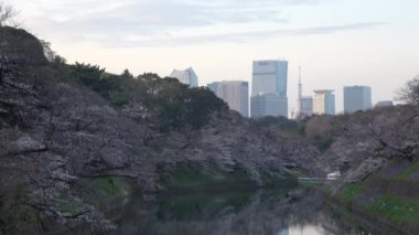 Chidorigafuchi kiraz çiçeği sabahın erken saatlerinde, Tokyo Japonya 2023