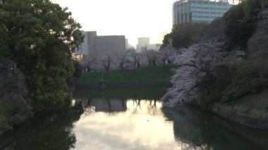 Chidorigafuchi kiraz çiçeği sabahın erken saatlerinde, Tokyo Japonya 2023