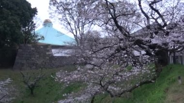 Chidorigafuchi kiraz çiçeği sabahın erken saatlerinde, Tokyo Japonya 2023