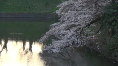 Chidorigafuchi kiraz çiçeği sabahın erken saatlerinde, Tokyo Japonya 2023