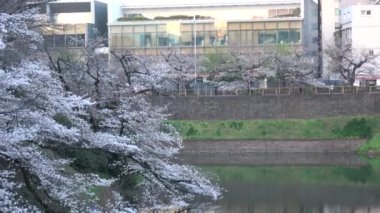 Chidorigafuchi kiraz çiçeği sabahın erken saatlerinde, Tokyo Japonya 2023