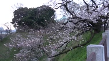 Chidorigafuchi kiraz çiçeği sabahın erken saatlerinde, Tokyo Japonya 2023