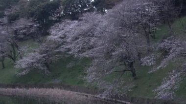 Chidorigafuchi kiraz çiçeği sabahın erken saatlerinde, Tokyo Japonya 2023