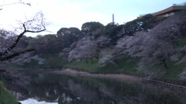 Chidorigafuchi kiraz çiçeği sabahın erken saatlerinde, Tokyo Japonya 2023