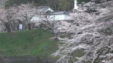 Chidorigafuchi kiraz çiçeği sabahın erken saatlerinde, Tokyo Japonya 2023