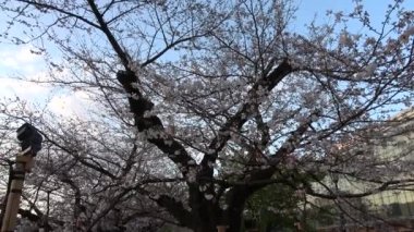 Chidorigafuchi kiraz çiçeği sabahın erken saatlerinde, Tokyo Japonya 2023