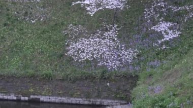 Chidorigafuchi kiraz çiçeği sabahın erken saatlerinde, Tokyo Japonya 2023