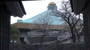 Chidorigafuchi kiraz çiçeği sabahın erken saatlerinde, Tokyo Japonya 2023