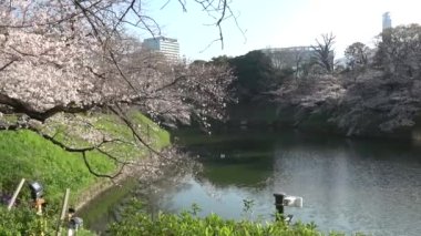 Chidorigafuchi kiraz çiçeği sabahın erken saatlerinde, Tokyo Japonya 2023