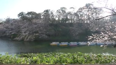 Chidorigafuchi kiraz çiçeği sabahın erken saatlerinde, Tokyo Japonya 2023