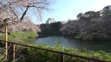 Chidorigafuchi kiraz çiçeği sabahın erken saatlerinde, Tokyo Japonya 2023