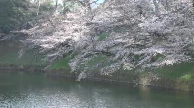 Chidorigafuchi kiraz çiçeği sabahın erken saatlerinde, Tokyo Japonya 2023