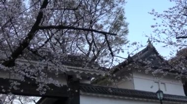 Chidorigafuchi kiraz çiçeği sabahın erken saatlerinde, Tokyo Japonya 2023