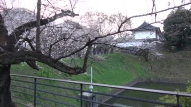 Chidorigafuchi kiraz çiçeği sabahın erken saatlerinde, Tokyo Japonya 2023