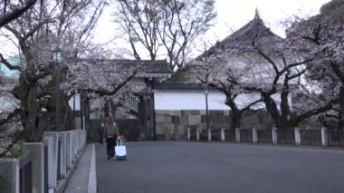 Chidorigafuchi kiraz çiçeği sabahın erken saatlerinde, Tokyo Japonya 2023