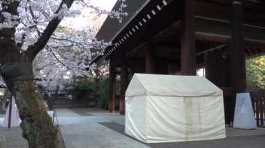 Yasukuni Tapınağı Kiraz çiçekleri, Japonya Tokyo 2023