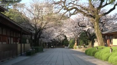 Yasukuni Tapınağı Kiraz çiçekleri, Japonya Tokyo 2023