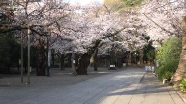 Yasukuni Tapınağı Kiraz çiçekleri, Japonya Tokyo 2023