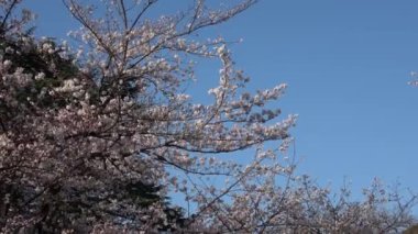 Yasukuni Tapınağı Kiraz çiçekleri, Japonya Tokyo 2023