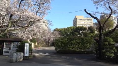 Yasukuni Tapınağı Kiraz çiçekleri, Japonya Tokyo 2023