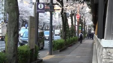 Yasukuni Tapınağı Kiraz çiçekleri, Japonya Tokyo 2023