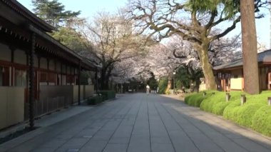 Yasukuni Tapınağı Kiraz çiçekleri, Japonya Tokyo 2023