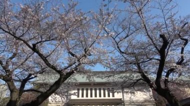 Yasukuni Tapınağı Kiraz çiçekleri, Japonya Tokyo 2023